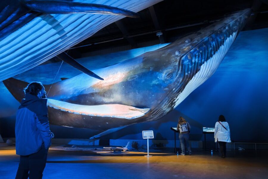 Reykjavik: Whale Watching Tour, Whales of Iceland Exhibition - Key points to know before you book