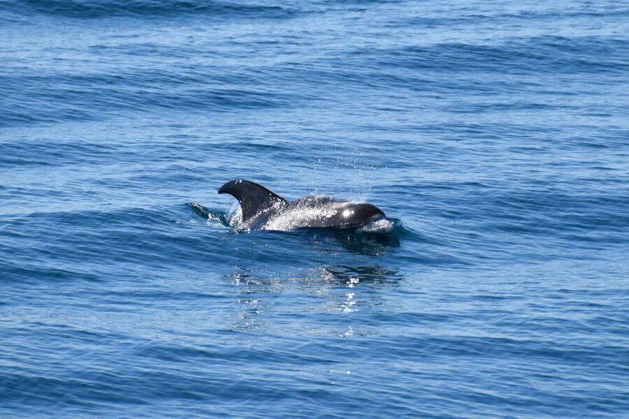 Reykjavik: Whale Watching Tour, Whales of Iceland Exhibition - FAQ