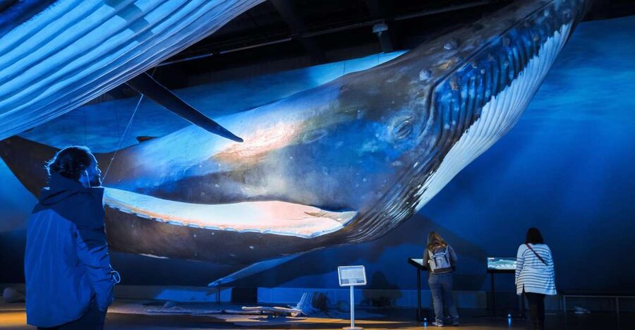 Reykjavik: Whale Watching Tour, Whales of Iceland Exhibition - From Reykjavik’s Old Harbor to open water