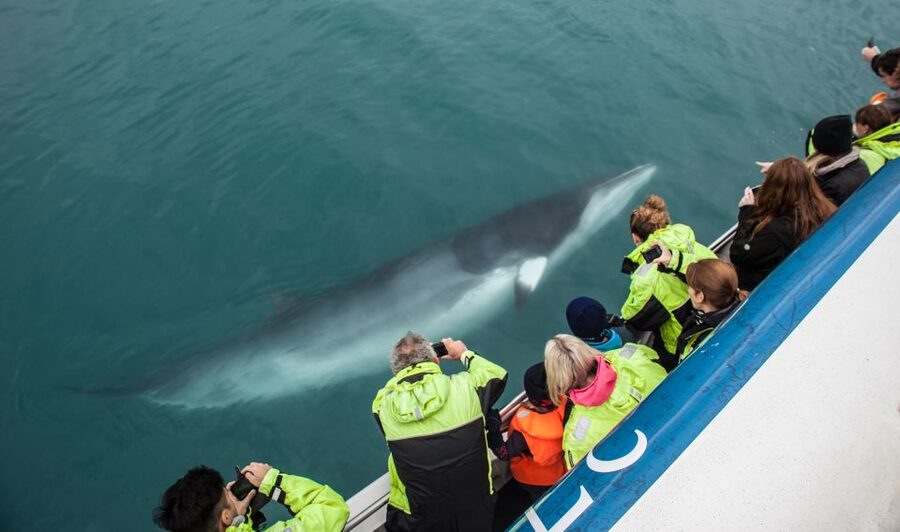 Reykjavik: Whale Watching Tour, Whales of Iceland Exhibition - Is $123 a fair price?