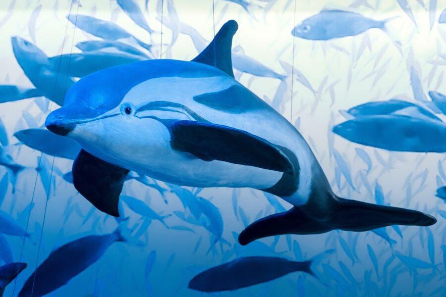 Reykjavik: Whale Watching Tour, Whales of Iceland Exhibition - Who will enjoy this most?