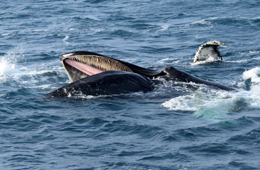 Reykjavik: Whale Watching Tour, Whales of Iceland Exhibition - Should you book this Reykjavik whale tour?