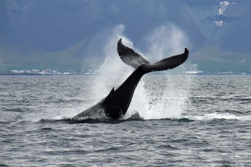 Reykjavik: Whale Watching Tour with Expert Guide - From Reykjavík’s Old Harbour to open water
