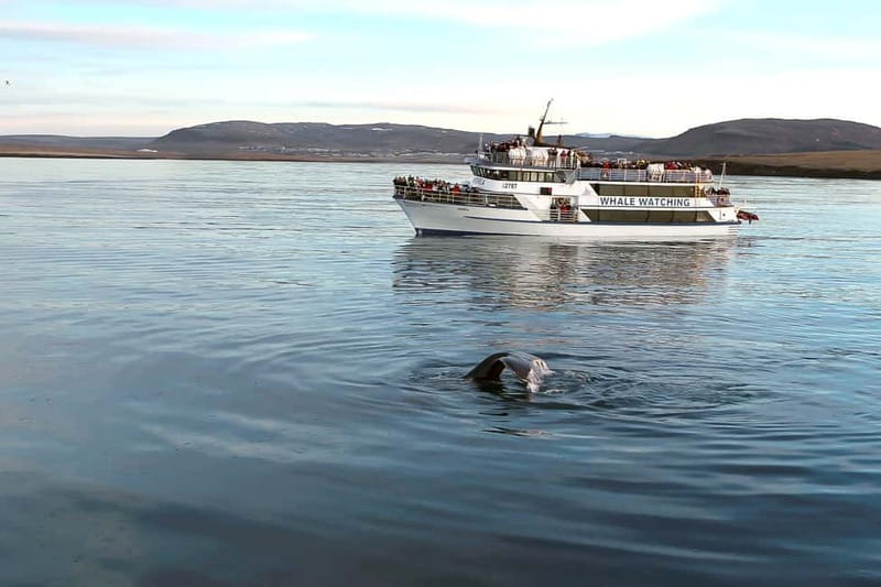 Reykjavik: Whale Watching Tour with Expert Guide - What the guide adds to the trip