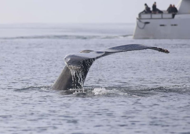 Reykjavik: Whale Watching Tour with Expert Guide - Classic or Express: choosing the right boat