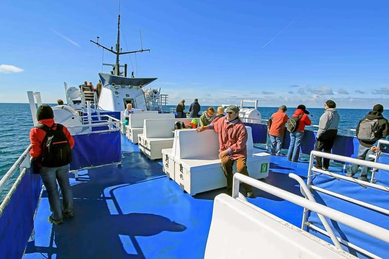 Reykjavik: Whale Watching Tour with Expert Guide - Comfort, seasickness, and accessibility