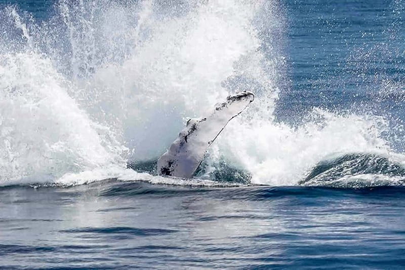Reykjavik: Whale Watching Tour with Expert Guide - Is $90 a fair price?