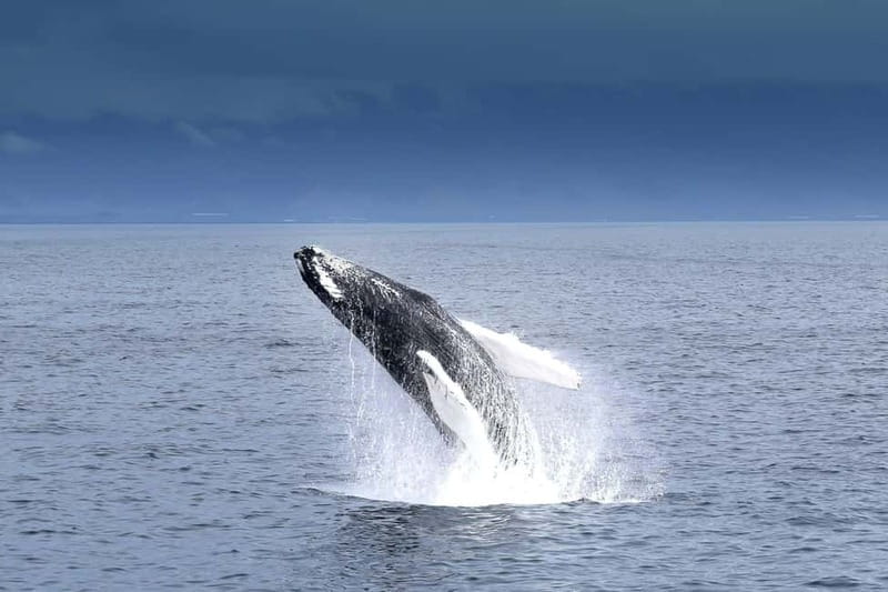 Reykjavik: Whale Watching Tour with Expert Guide - Andrea, a ship built for changing Icelandic weather