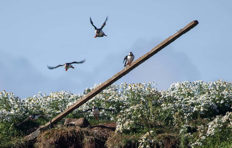 Reykjavik: Whales and Puffins Express Cruise Combo Tour - Key points to know before you book