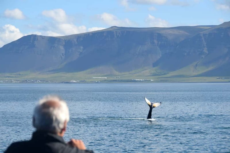 Reykjavik: Whales and Puffins Express Cruise Combo Tour - Should you book the Whales and Puffins Express Combo?