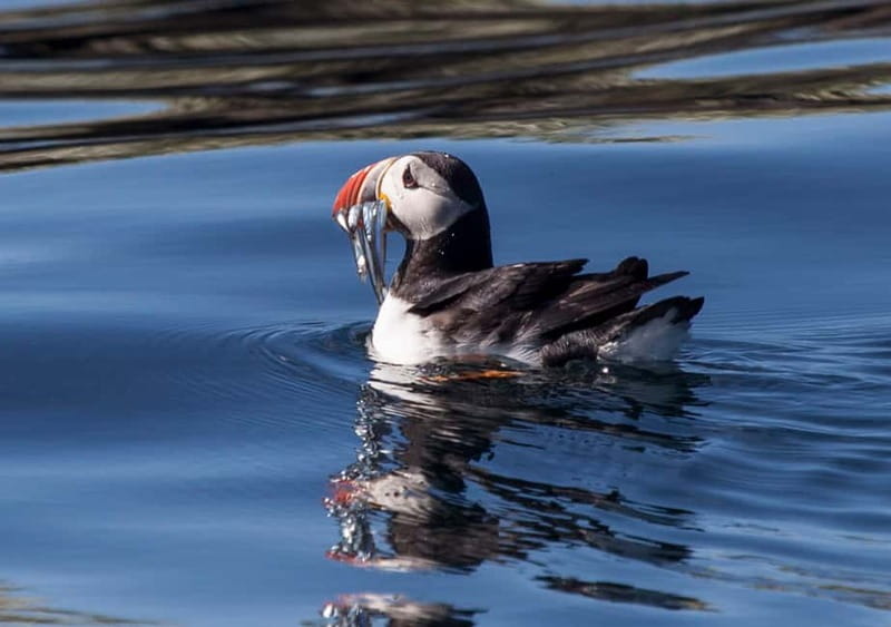 Reykjavik: Whales and Puffins Express Cruise Combo Tour - Two Reykjavík cruises, two very different wildlife experiences
