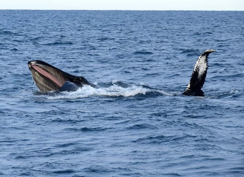 Reykjavik: Whales and Puffins Express Cruise Combo Tour - Whale watching aboard Andrea or the faster boat