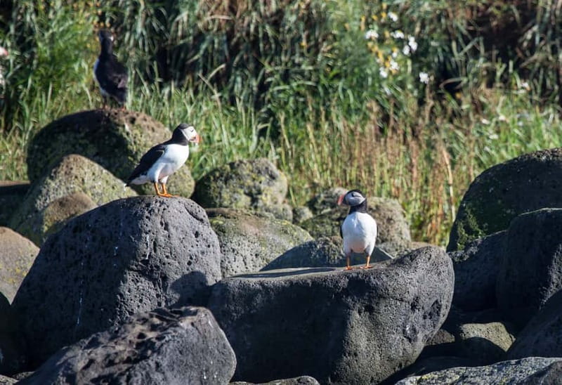 Reykjavik: Whales and Puffins Express Cruise Combo Tour - Weather, warm gear, and seasickness