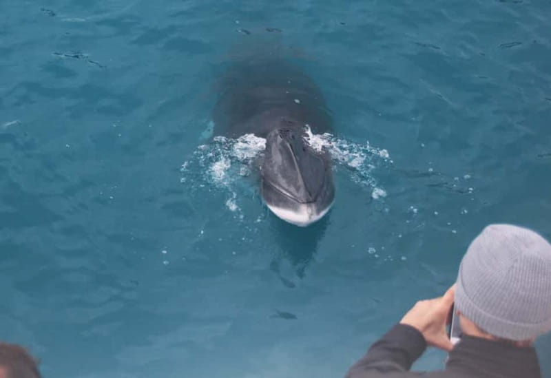 Reykjavik: Whales and Puffins Express Cruise Combo Tour - What kind of day should you expect?