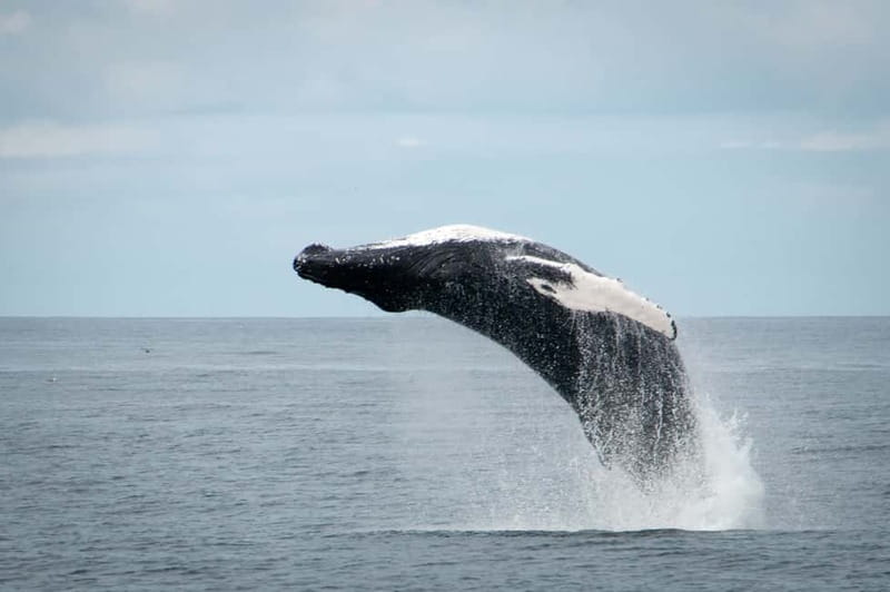 Reykjavik: Whales and Puffins Express Cruise Combo Tour - When the tour is at its best