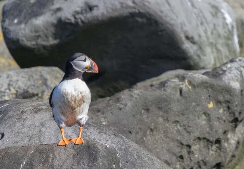 Reykjavik: Whales and Puffins Express Cruise Combo Tour - Choosing your schedule: 9:00, 10:00, or 12:30