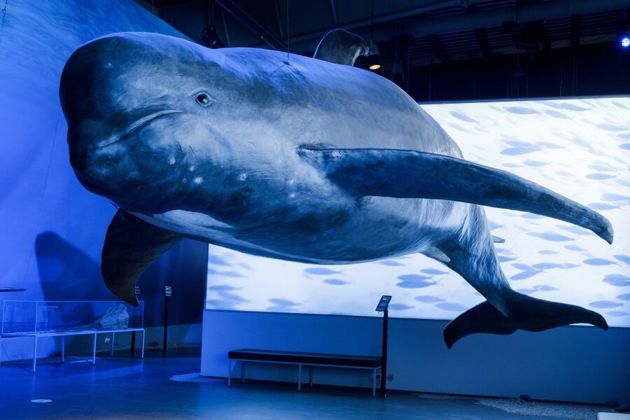 Reykjavik: Whales of Iceland Museum Entrance Ticket - Key points at a glance