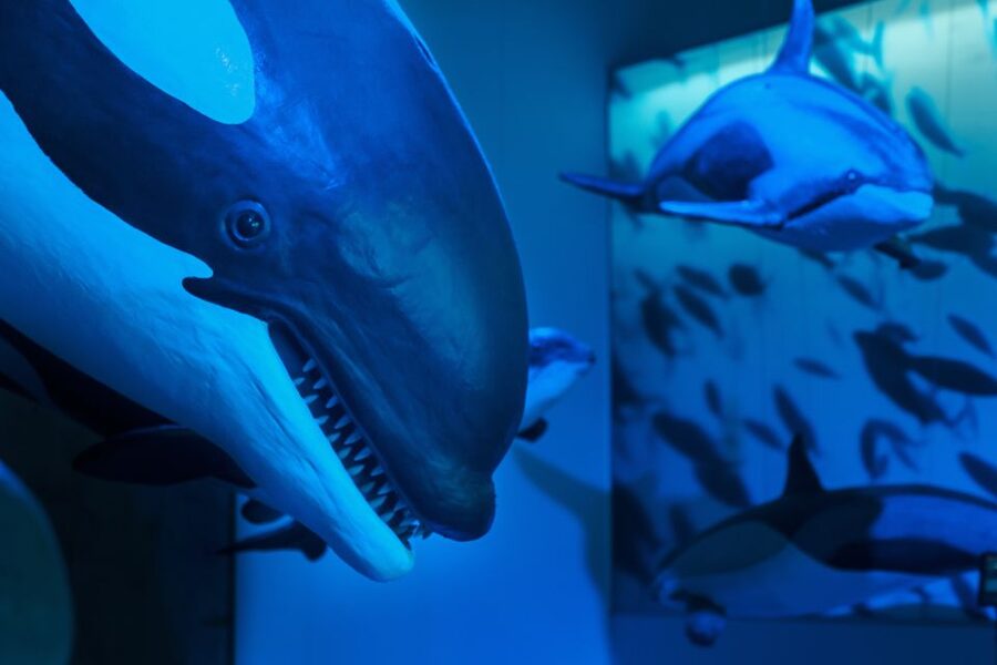 Reykjavik: Whales of Iceland Museum Entrance Ticket - The Fin Whale Theatre adds the emotional weight
