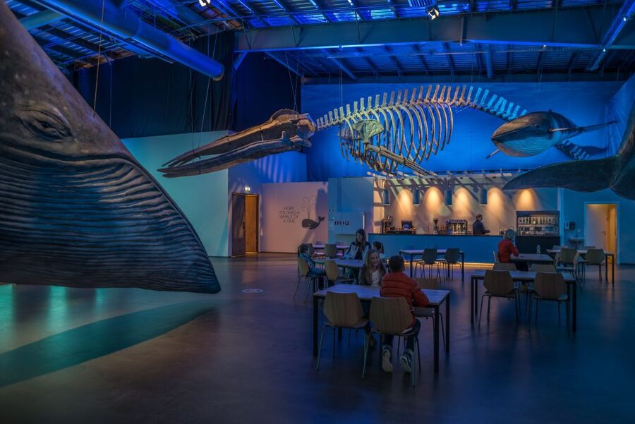 Reykjavik: Whales of Iceland Museum Entrance Ticket - A peaceful stop after whale watching