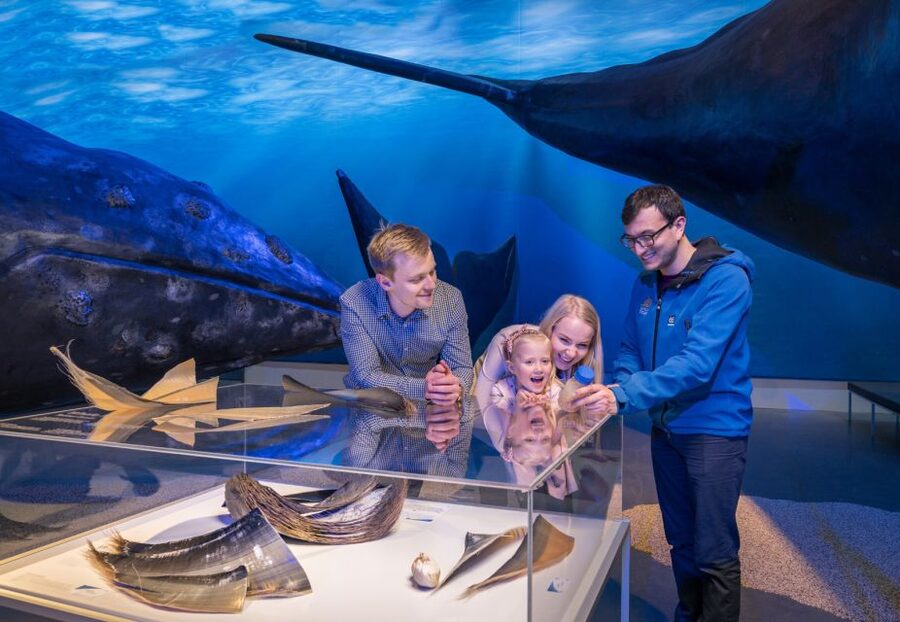 Reykjavik: Whales of Iceland Museum Entrance Ticket - Is $34 a fair price?