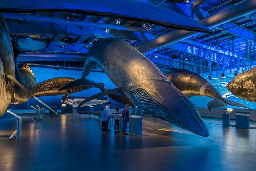 Reykjavik: Whales of Iceland Museum Entrance Ticket - The life-size models are the main event