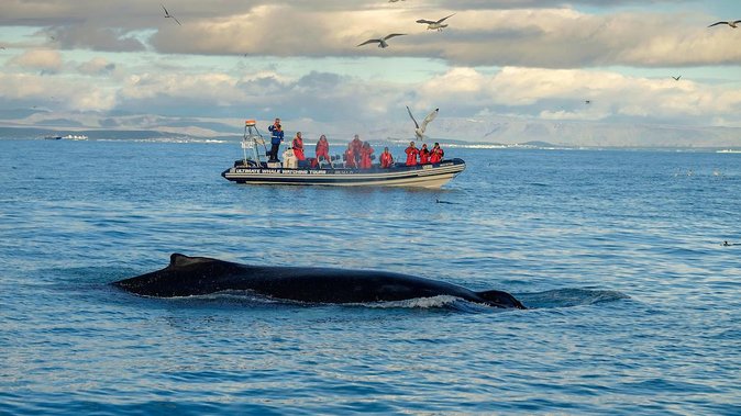 RIB Whale Watching Small-Group Boat Tour from Reykjavik - Ninety minutes in Faxaflói Bay
