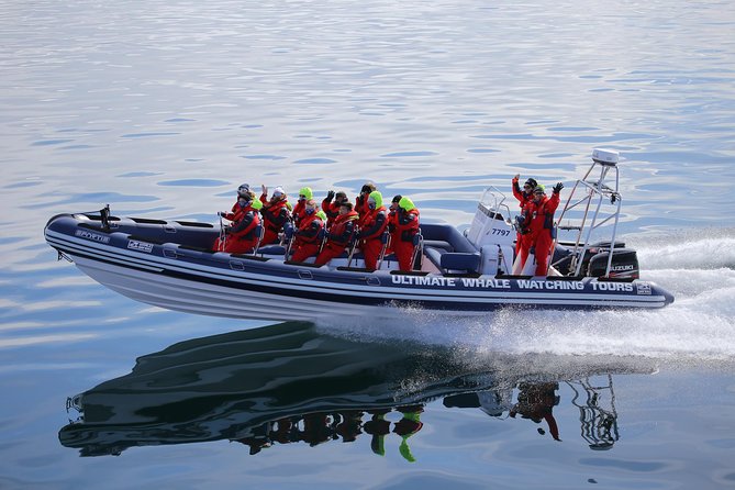 RIB Whale Watching Small-Group Boat Tour from Reykjavik - The return past Reykjavik’s waterfront