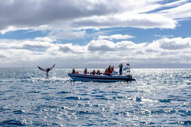 RIB Whale Watching Small-Group Boat Tour from Reykjavik - What the $208.09 price buys you