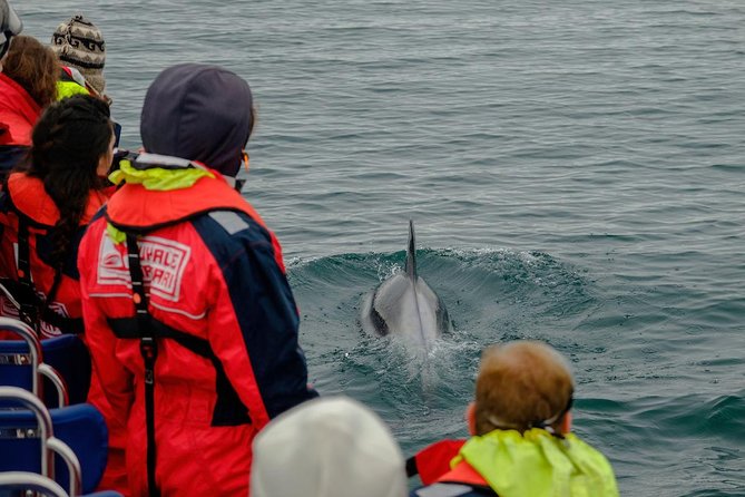 RIB Whale Watching Small-Group Boat Tour from Reykjavik - Who will enjoy this tour most