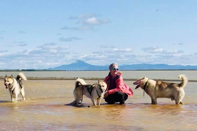 Small Group Husky Sledding Tour from Capital Region - Pickup from Reykjavik or driving yourself
