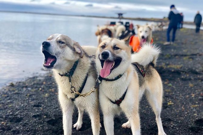 Small Group Husky Sledding Tour from Capital Region - What makes the dogs the real highlight