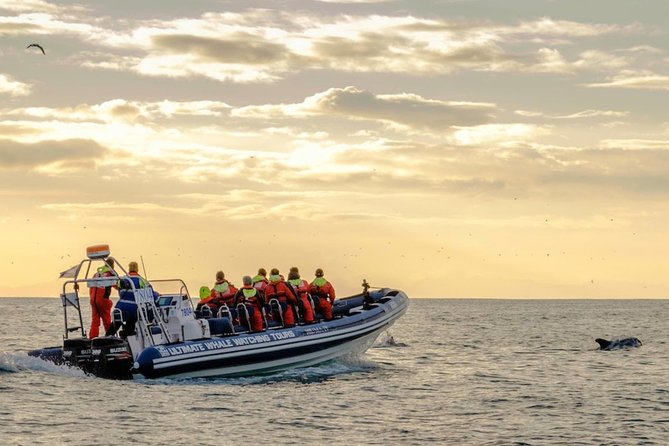 Small-group Whale Watching in the Midnight Sun from Reykjavík - Why the 12-person limit matters