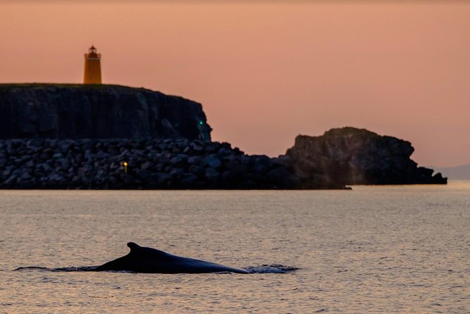 Small-group Whale Watching in the Midnight Sun from Reykjavík - How the price compares with the experience