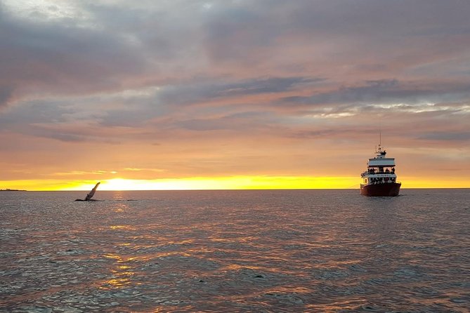 Small-group Whale Watching in the Midnight Sun from Reykjavík - Harpa and the city from the water