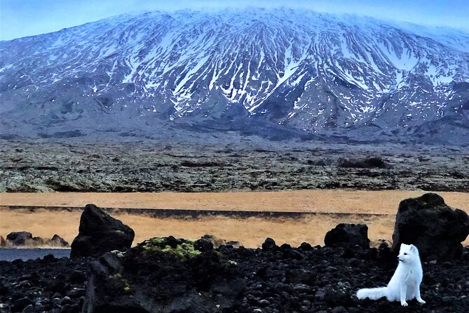 Snaefellsnes, Mt. Kirkjufell & Black Sand Beach Small-Group Tour - A full day from Reykjavík to the western coast