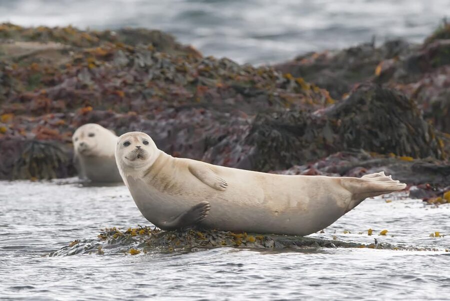 Snaefellsnes Peninsula Adventure: Small Group from Reykjavik - Ytri Tunga, a final chance to see seals