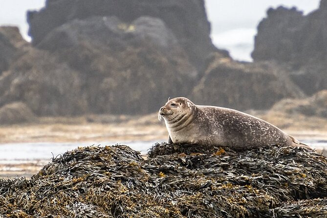 Snaefellsnes Peninsula Full Day Tour from Reykjavik - Djúpalónssandur shows Iceland’s hard coastal edge