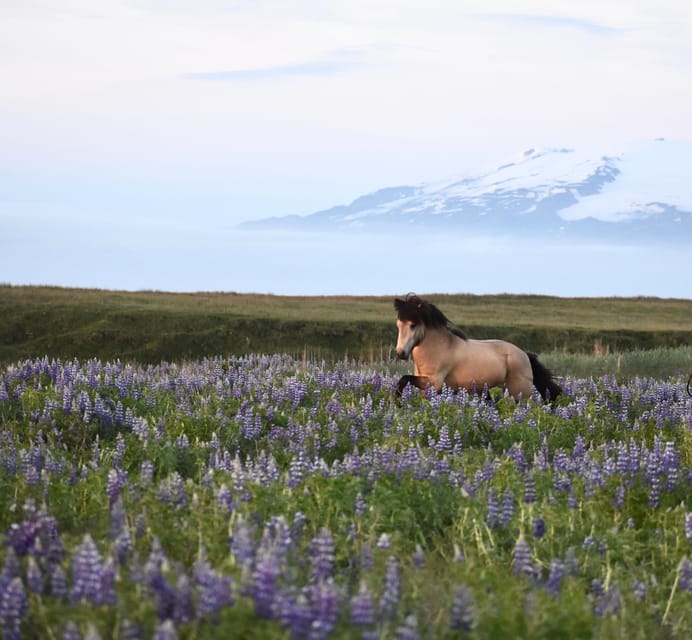 southern Iceland: Black beach riding tour - Key points to know before you book