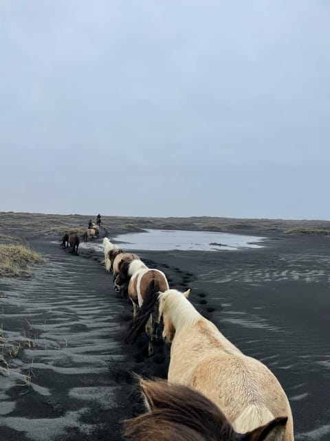 southern Iceland: Black beach riding tour - Who should book this ride?