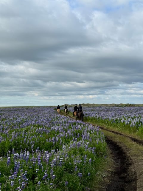 southern Iceland: Black beach riding tour - Meeting the Icelandic horse