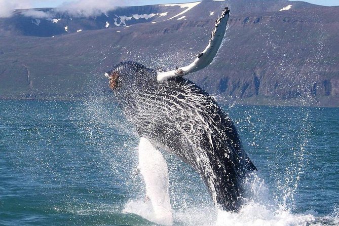 Speedboat Whale Watching Small-Group Tour in Reykjavik - What you may see in Faxaflói Bay