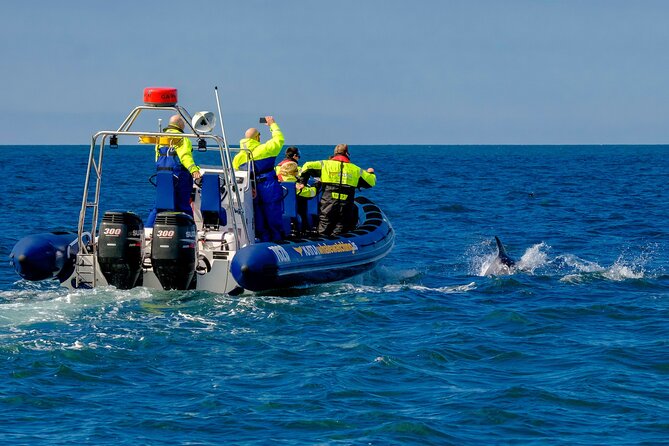 Speedboat Whale Watching Small-Group Tour in Reykjavik - A thrilling ride, with real physical demands