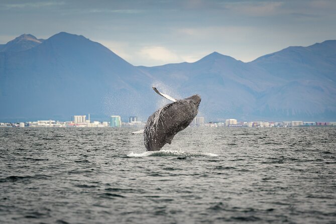 Speedboat Whale Watching Small-Group Tour in Reykjavik - Is $164 a fair price?