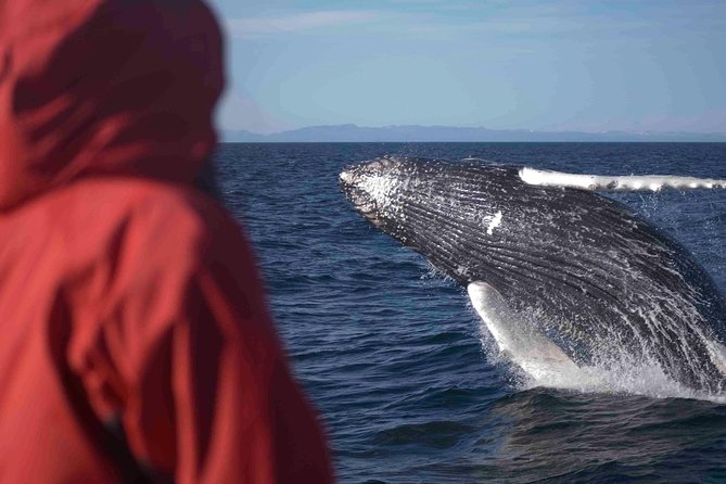 The Original Classic Whale Watching from Reykjavik - What you may see in the first hour