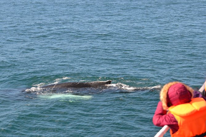 The Original Classic Whale Watching from Reykjavik - Staying warm when Reykjavik feels mild