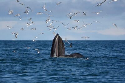 The Original Classic Whale Watching from Reykjavik
