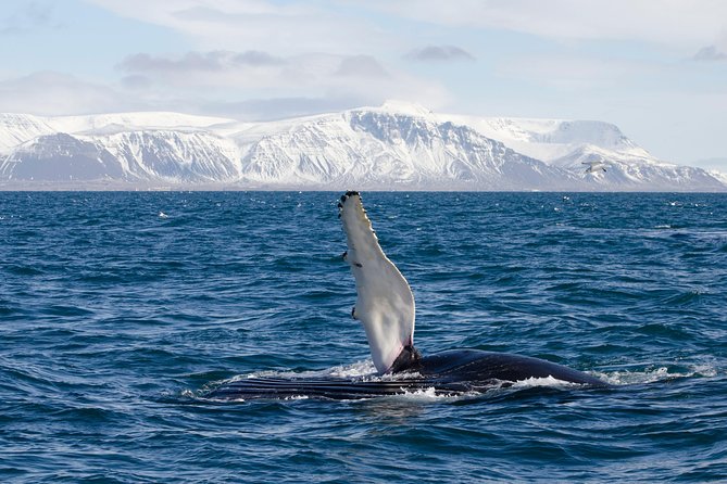 The Original Classic Whale Watching from Reykjavik - The wildlife exhibition adds useful context