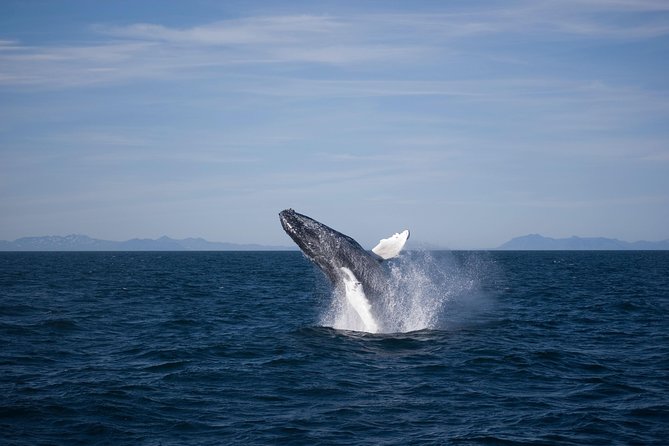 The Original Classic Whale Watching from Reykjavik - Morning or afternoon, and the question of timing