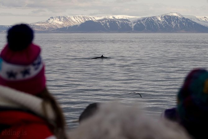 The Original Classic Whale Watching from Reykjavik - Access, transport, and comfort notes