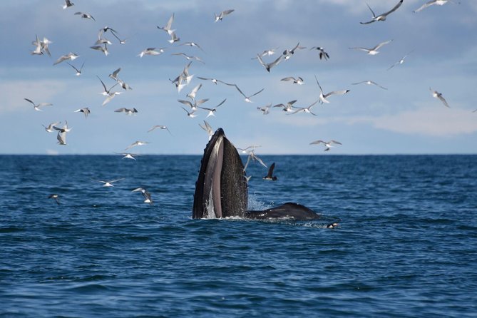 The Original Classic Whale Watching from Reykjavik - A guide turns waiting into part of the experience